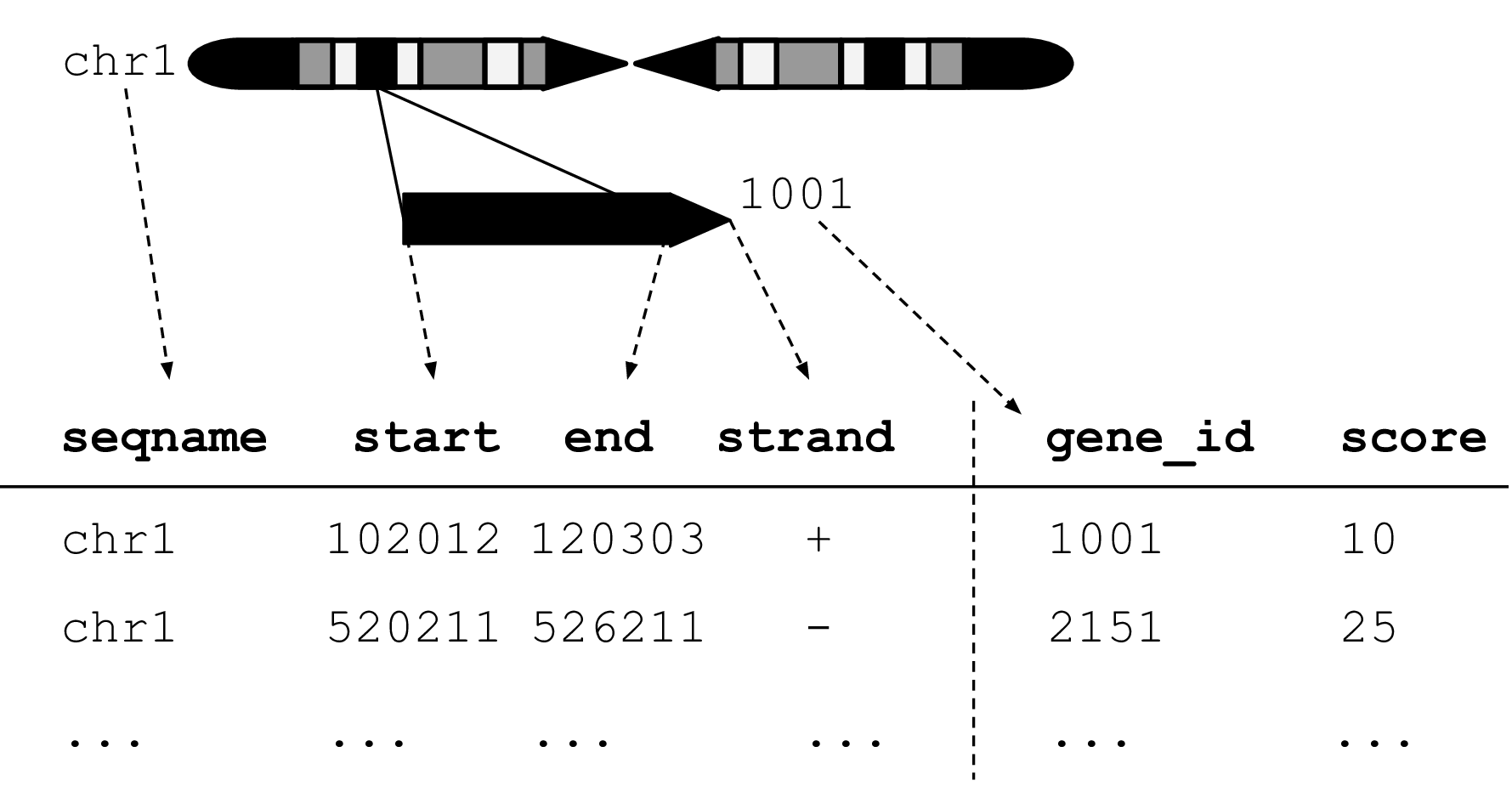 An illustration of the GRanges data model for a sample from an RNA-seq experiment. The core components of the data model include a seqname column (representing the chromosome), a ranges column which consists of start and end coordinates for a genomic region, and a strand identifier (either positive, negative, or unstranded). Metadata are included as columns to the right of the dotted line as annotations (gene_id) or range level covariates (score).