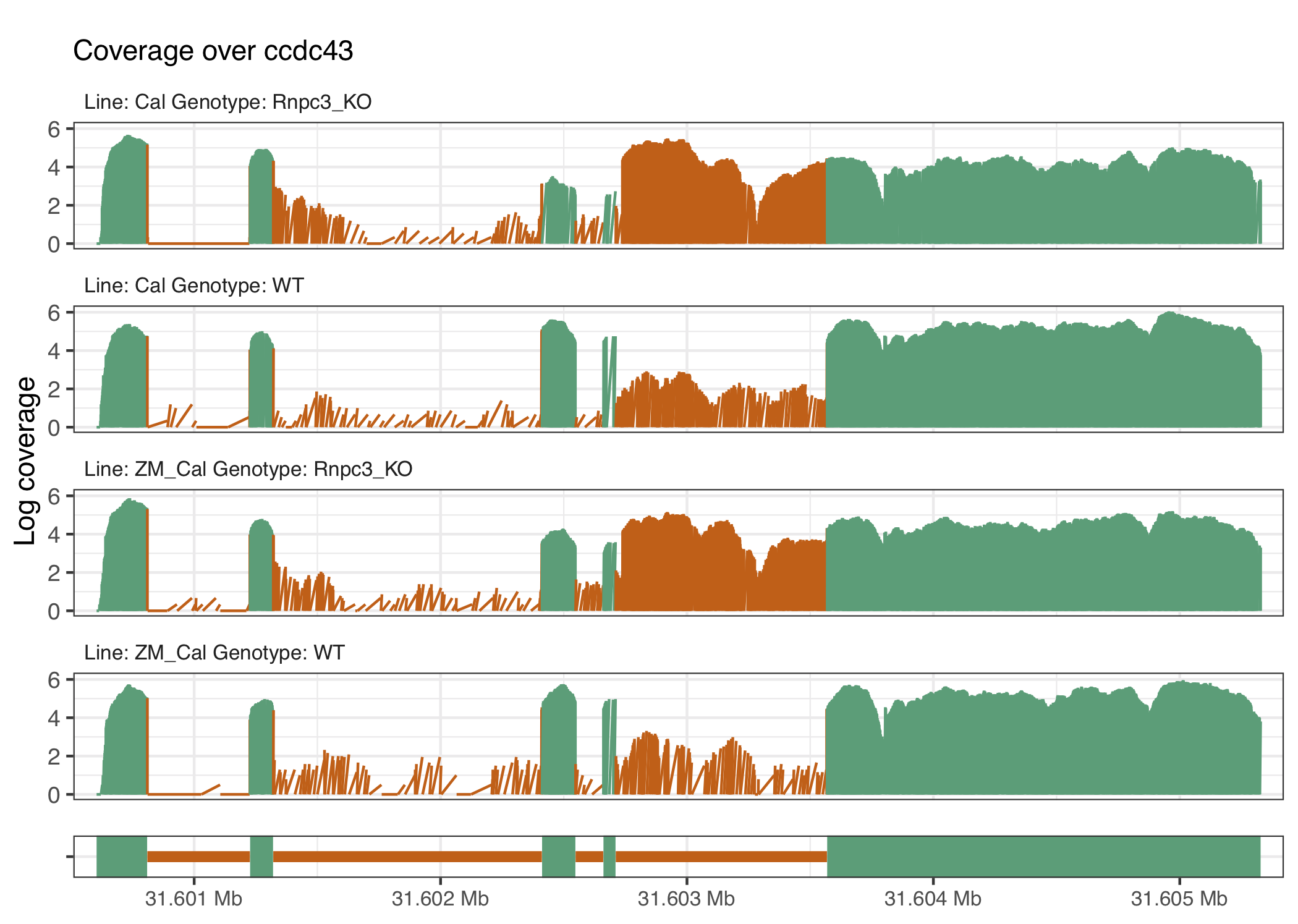 The ccdc43 gene is known to have enhanced U12 intron retention in the caliban phenotype and increase retention when rnpc3 is knocked out as can be seen directly from the intron located at around 31.603Mb.