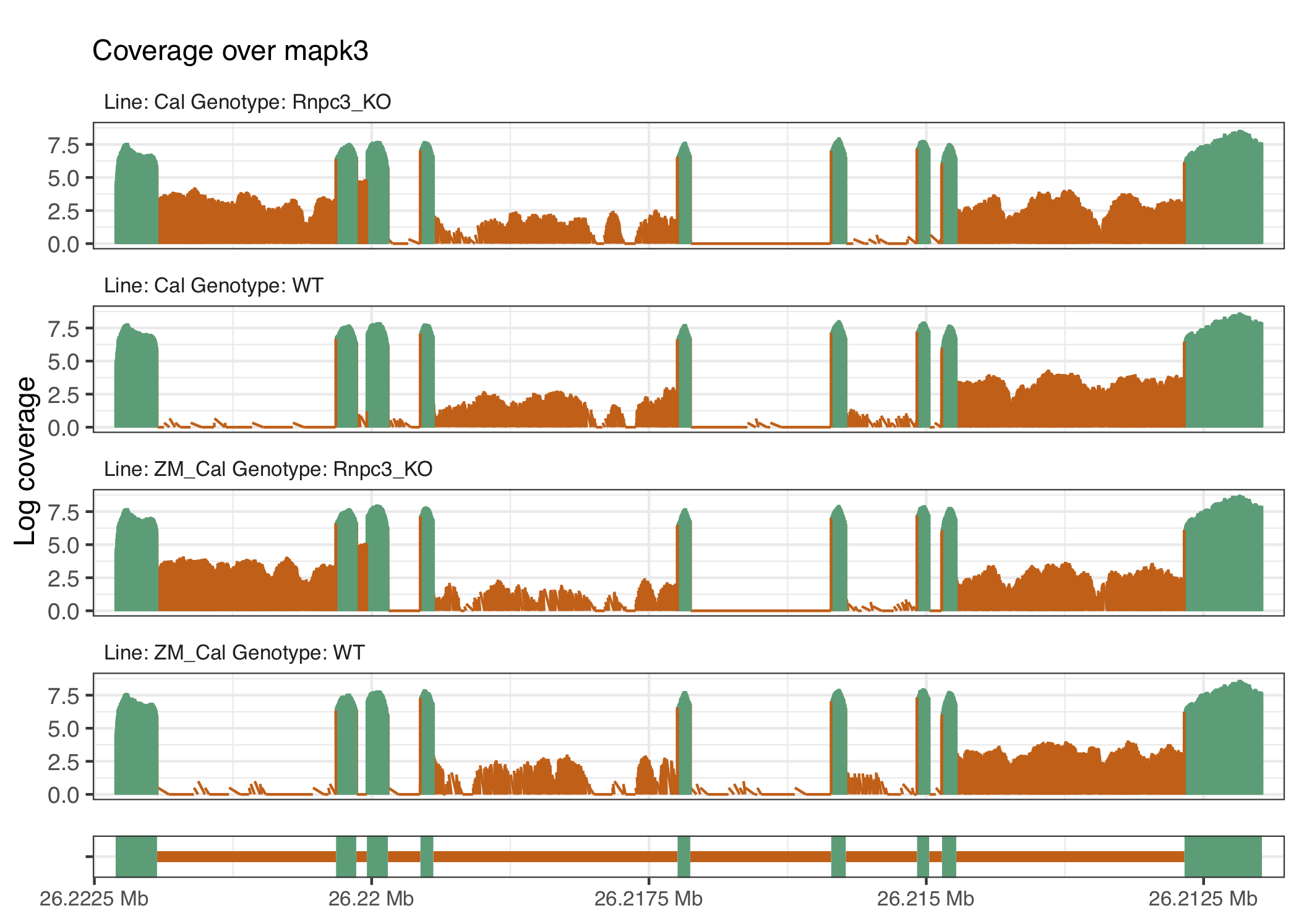 The gene mapk3 appears to have intron retention close to the start of the gene that have different impacts downstream, which result in different IR profiles between the knockout and wild-type groups.