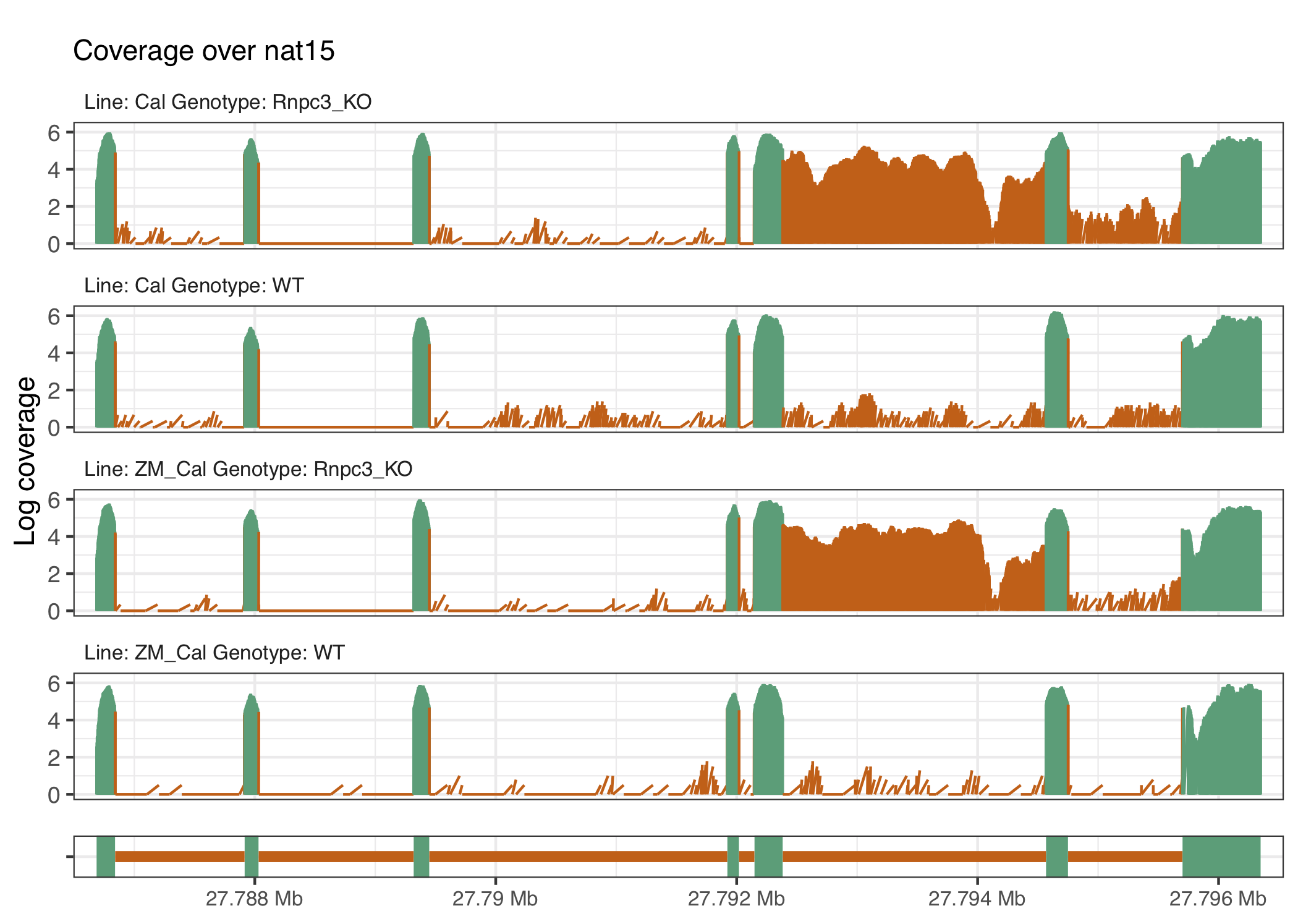 The gene nat15 exhibits another example of U12 intron retention, located at around 27.93Mb, in the rnpc3 knockout groups.