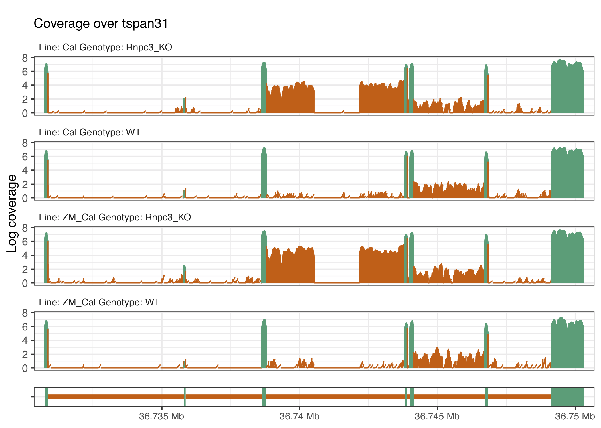 The gene tspan31 has a potential cryptic splice site within the intron retained in the knockout groups.